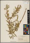 Foto von Salix acmophylla Boiss.